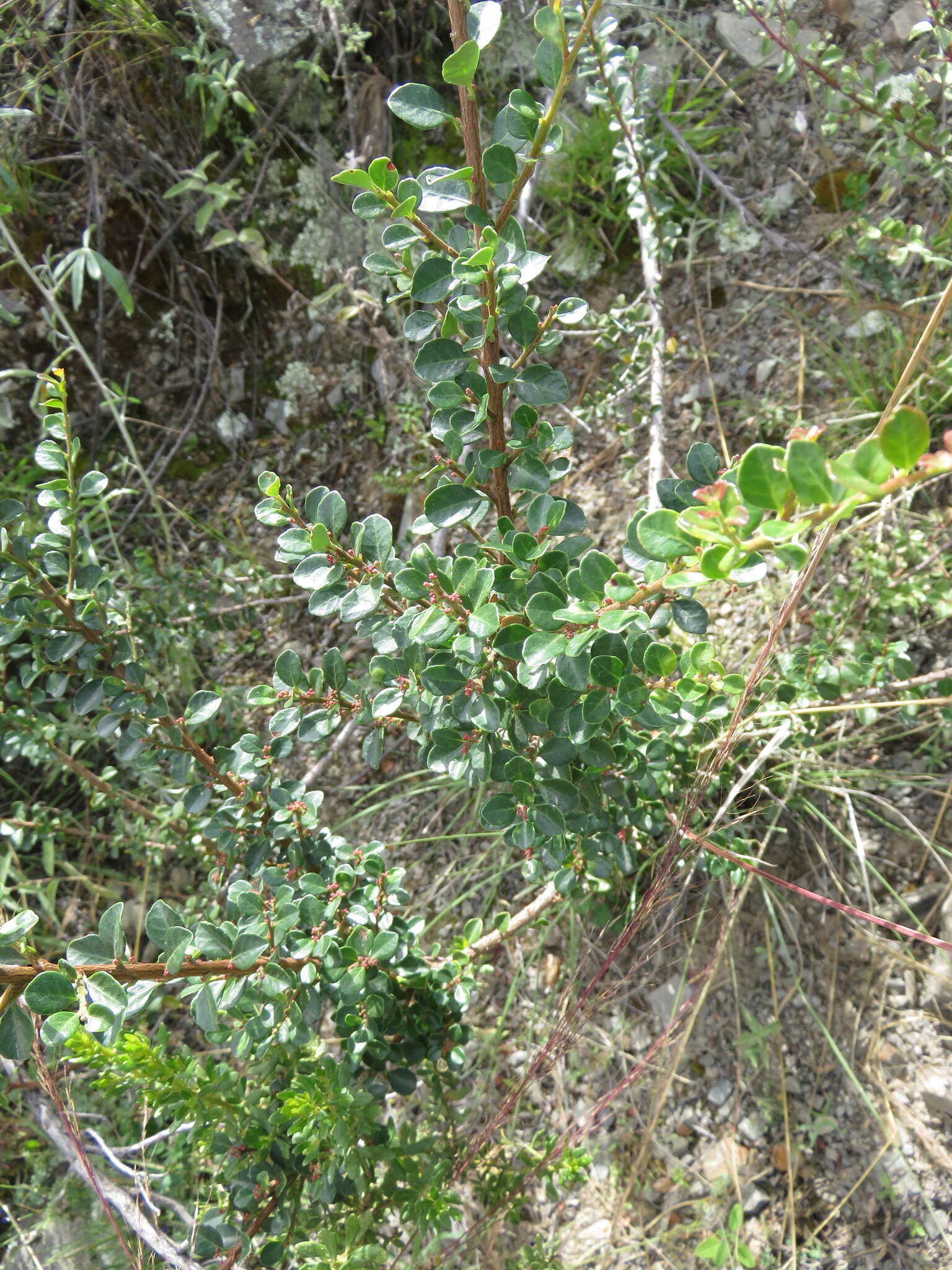Image of Schinus microphylla I. M. Johnston