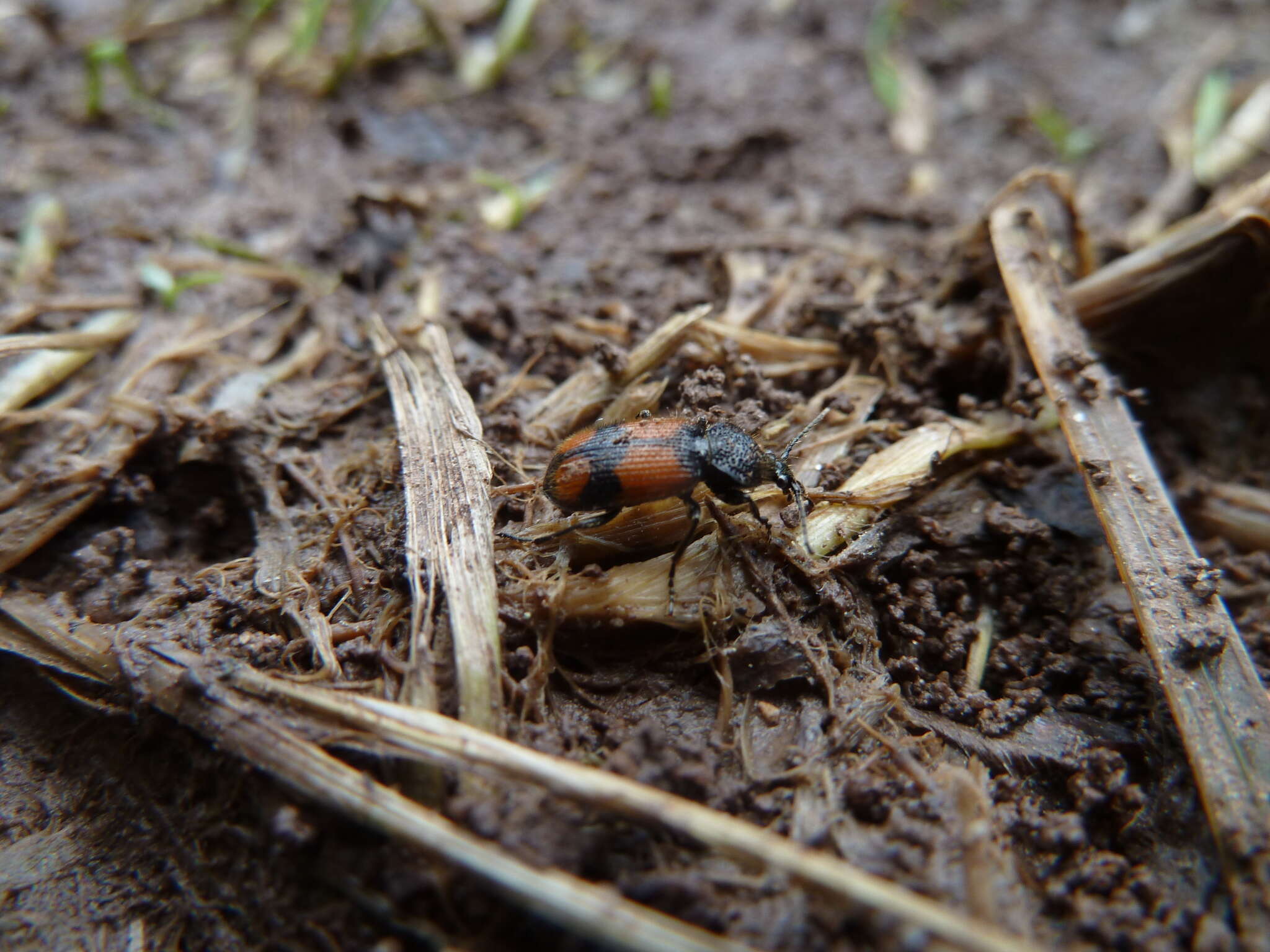 Image of Panagaeus (Panagaeus) cruxmajor (Linnaeus 1758)