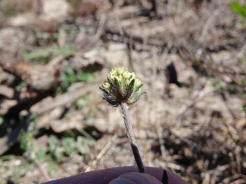 Image of Phyllopodium heterophyllum (L. fil.) Benth.