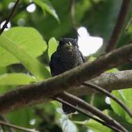 Image of Fasciated Antshrike