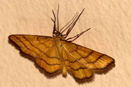 صورة Idaea aureolaria Schiffermüller 1775