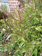 Imagem de Epilobium brevifolium subsp. trichoneurum (Hausskn.) Raven