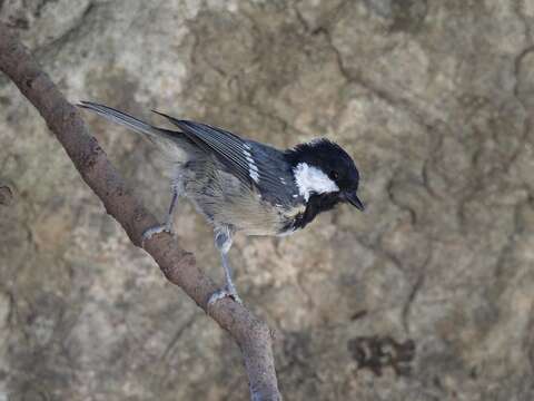 Image of Periparus ater ater (Linnaeus 1758)