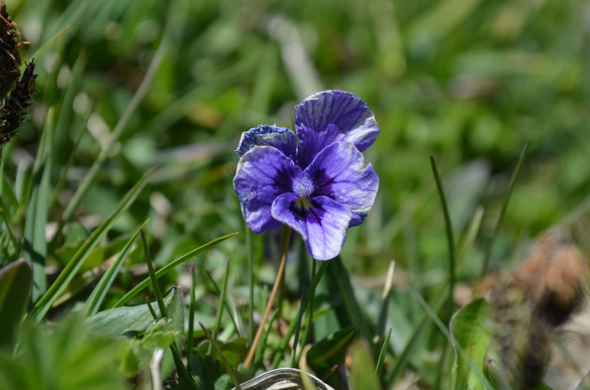 Image of Viola altaica Ker-Gawl.