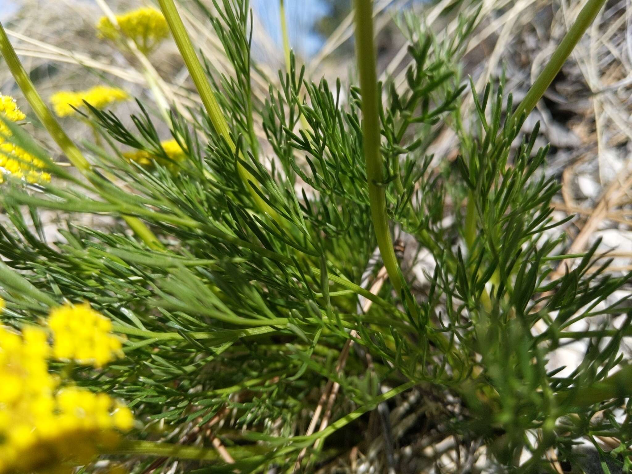 Image of slender wildparsley