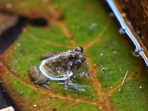 Image of Round-tongued Floating Frog