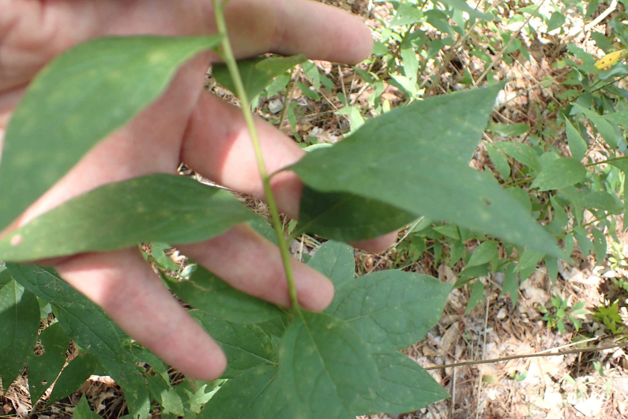 Image de Doellingeria sericocarpoides Small