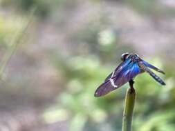 Zenithoptera Selys 1869 resmi