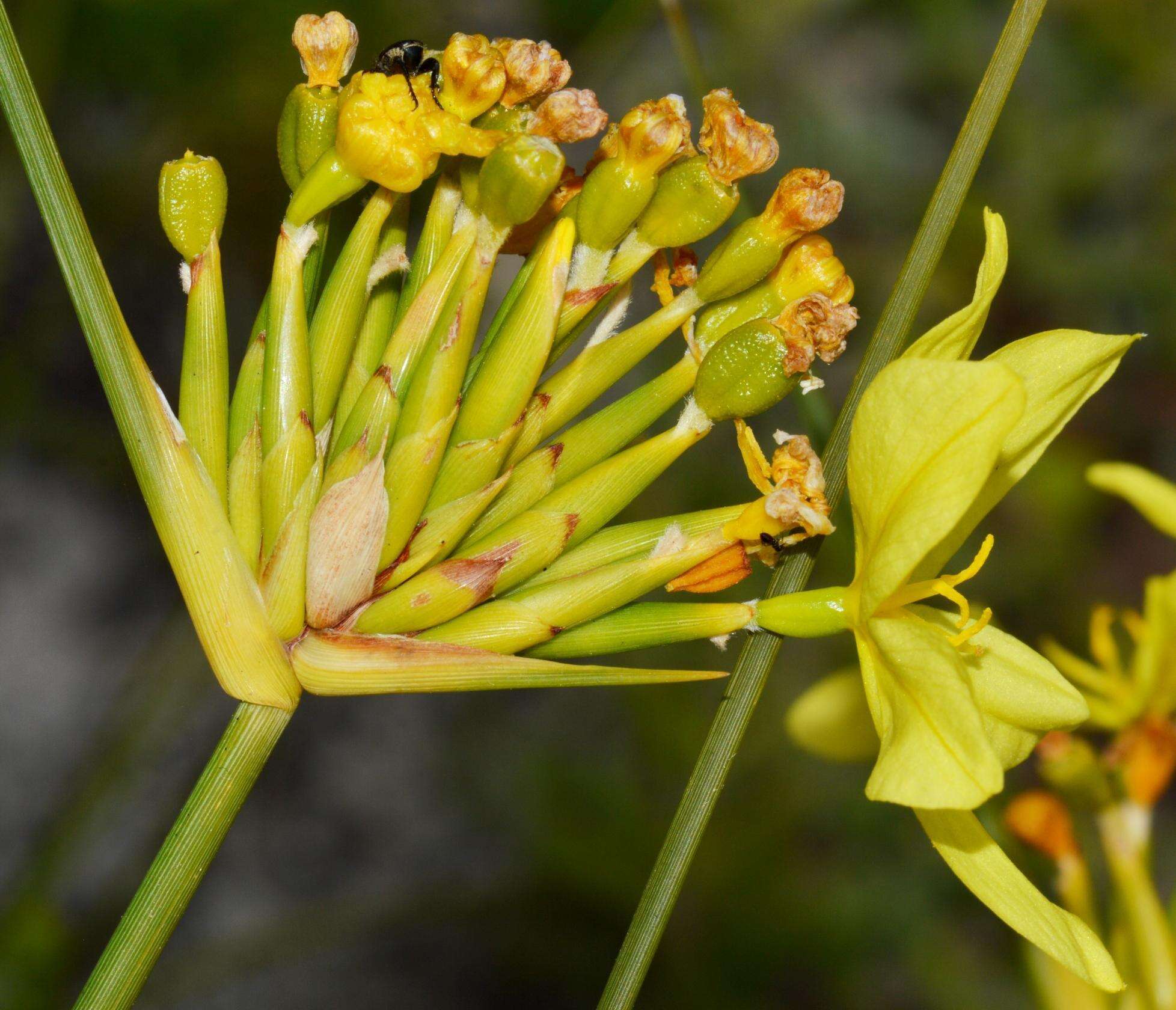 Image of Bobartia indica L.