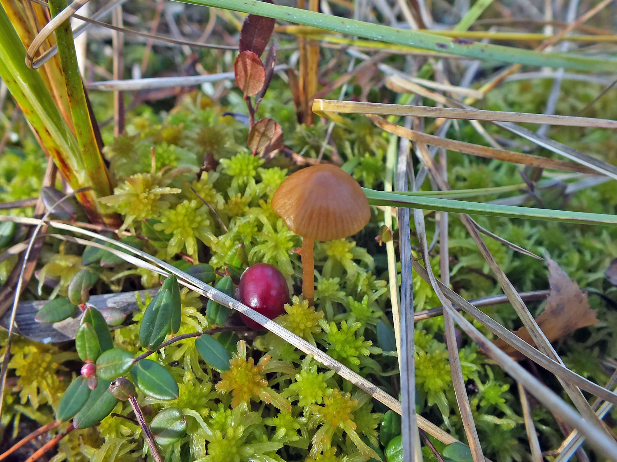 Plancia ëd Galerina paludosa (Fr.) Kühner 1935