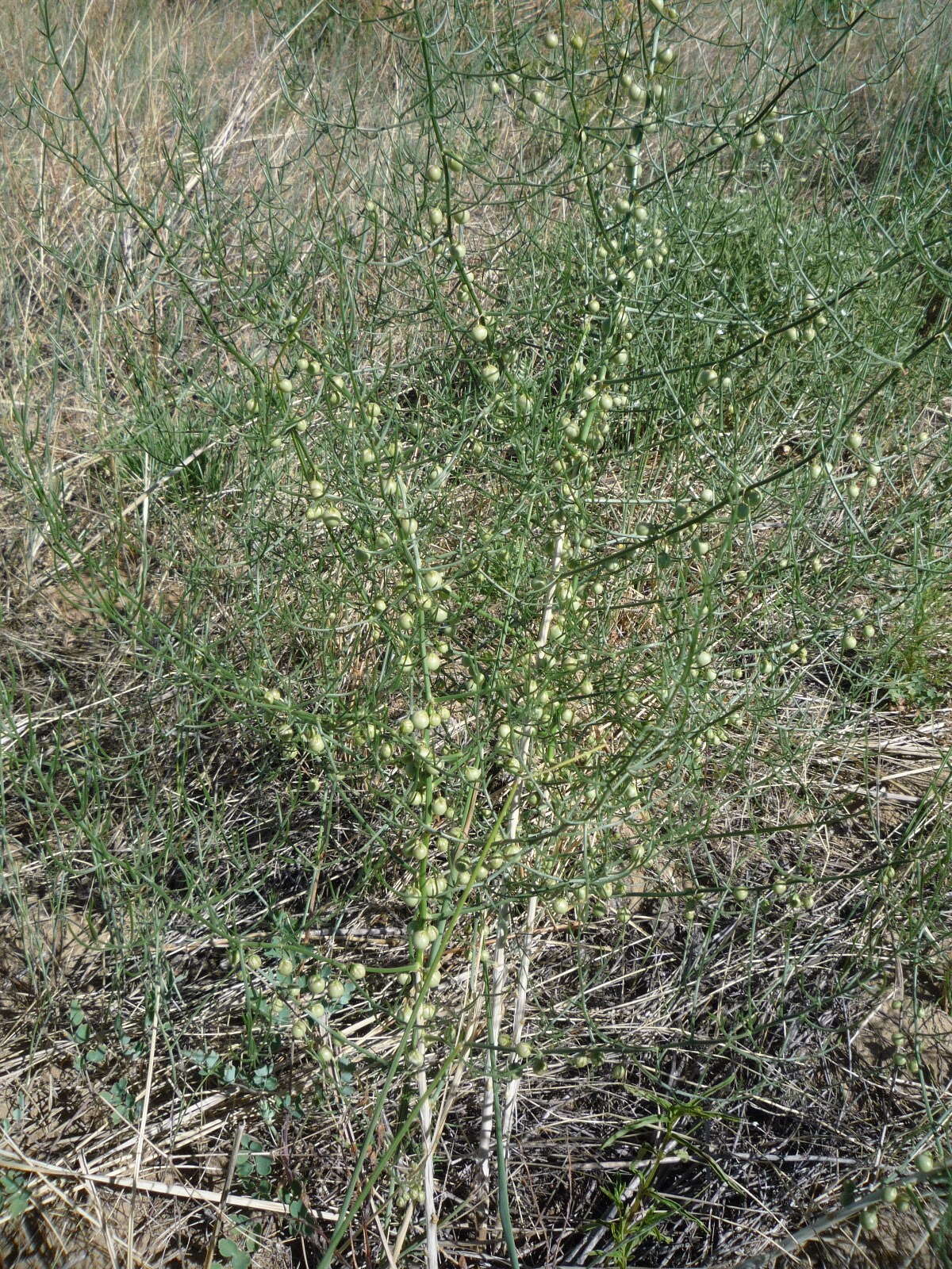 Image of Asparagus burjaticus Peschkova