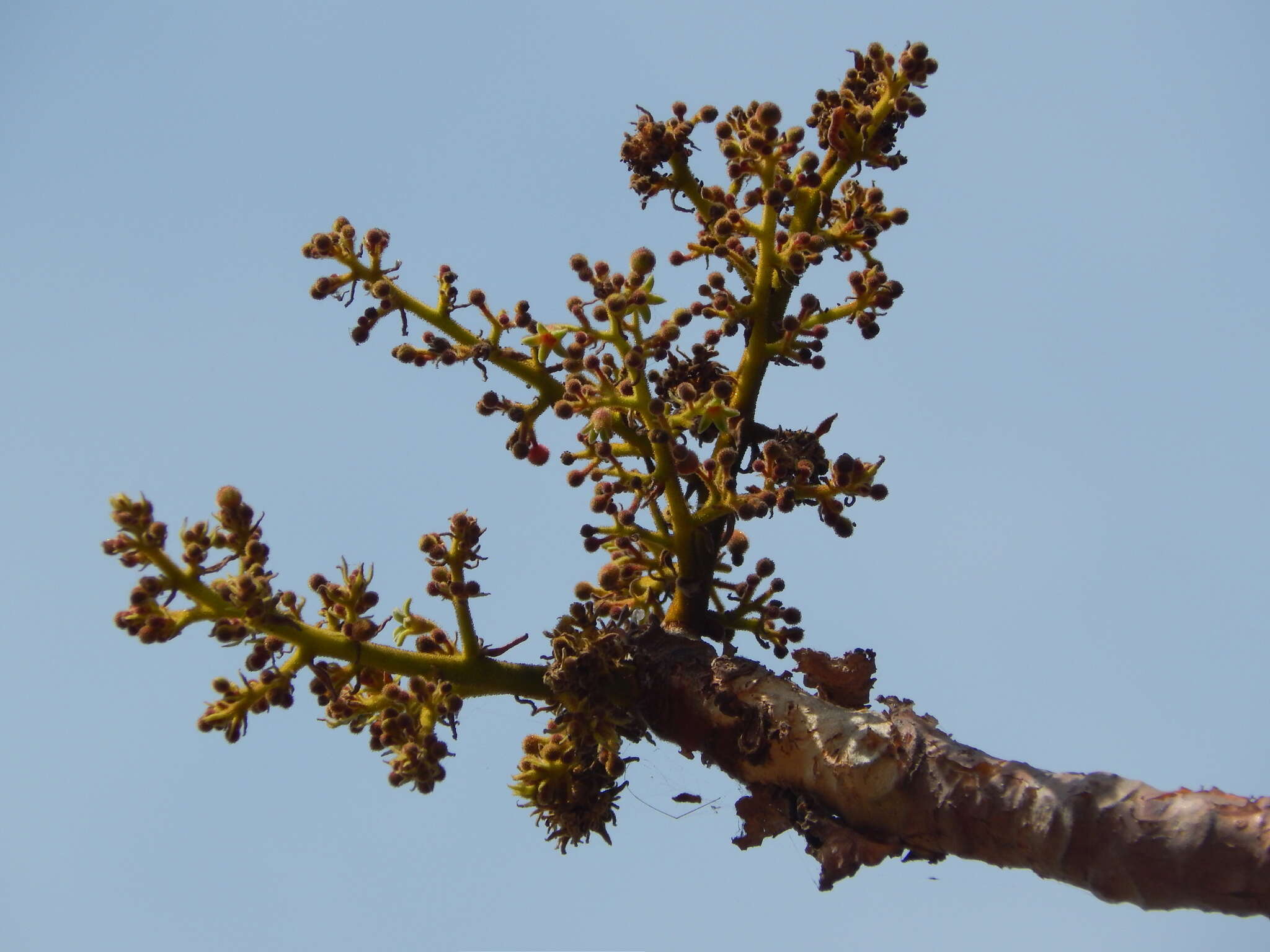 Plancia ëd Boswellia serrata Roxb. ex Colebr.