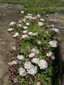 Image of Delosperma katbergense L. Bol.