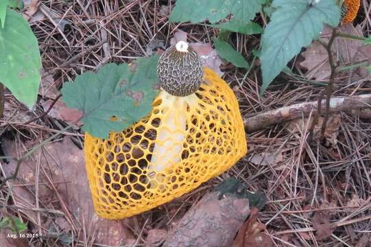 Image of Phallus luteus (Liou & L. Hwang) T. Kasuya 2009