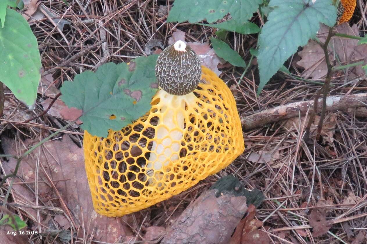 Plancia ëd Phallus luteus (Liou & L. Hwang) T. Kasuya 2009