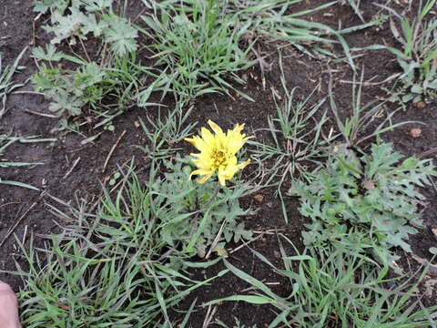 Image of tuberous desert-chicory