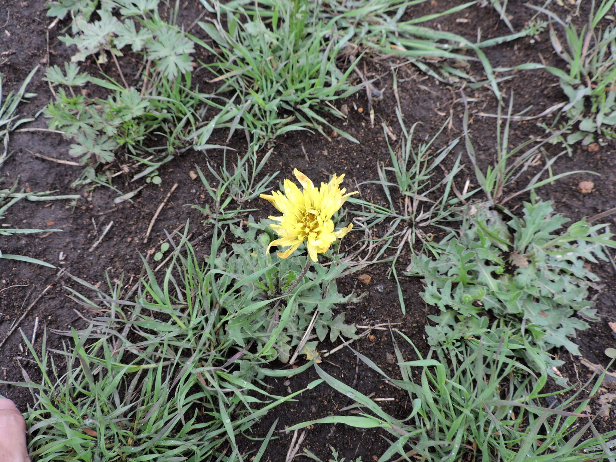 Image de Pyrrhopappus grandiflorus (Nutt.) Nutt.