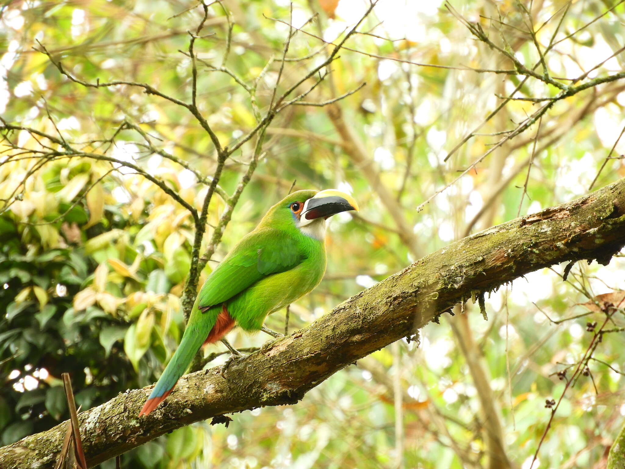 Aulacorhynchus albivitta (Boissonneau 1840)的圖片