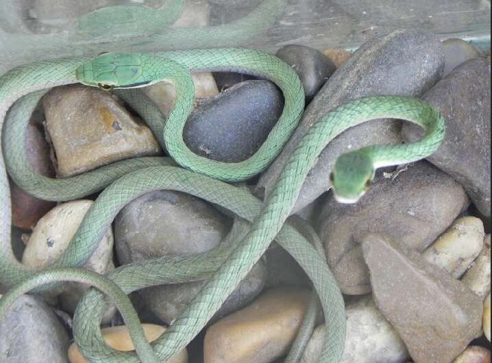 Image of Leptophis ahaetulla occidentalis (Günther 1859)