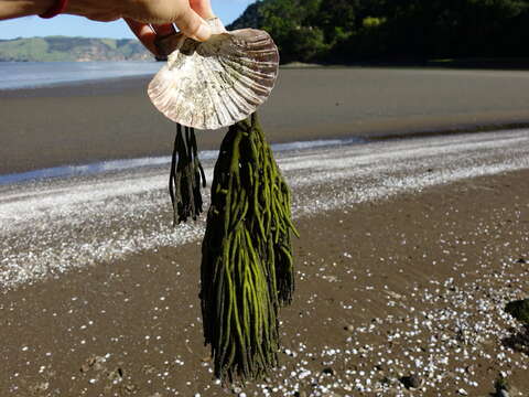 Image of New Zealand scallop