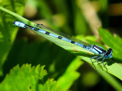 Image of Hagen's Bluet