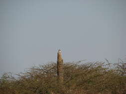 Image of Western Red-billed Hornbill