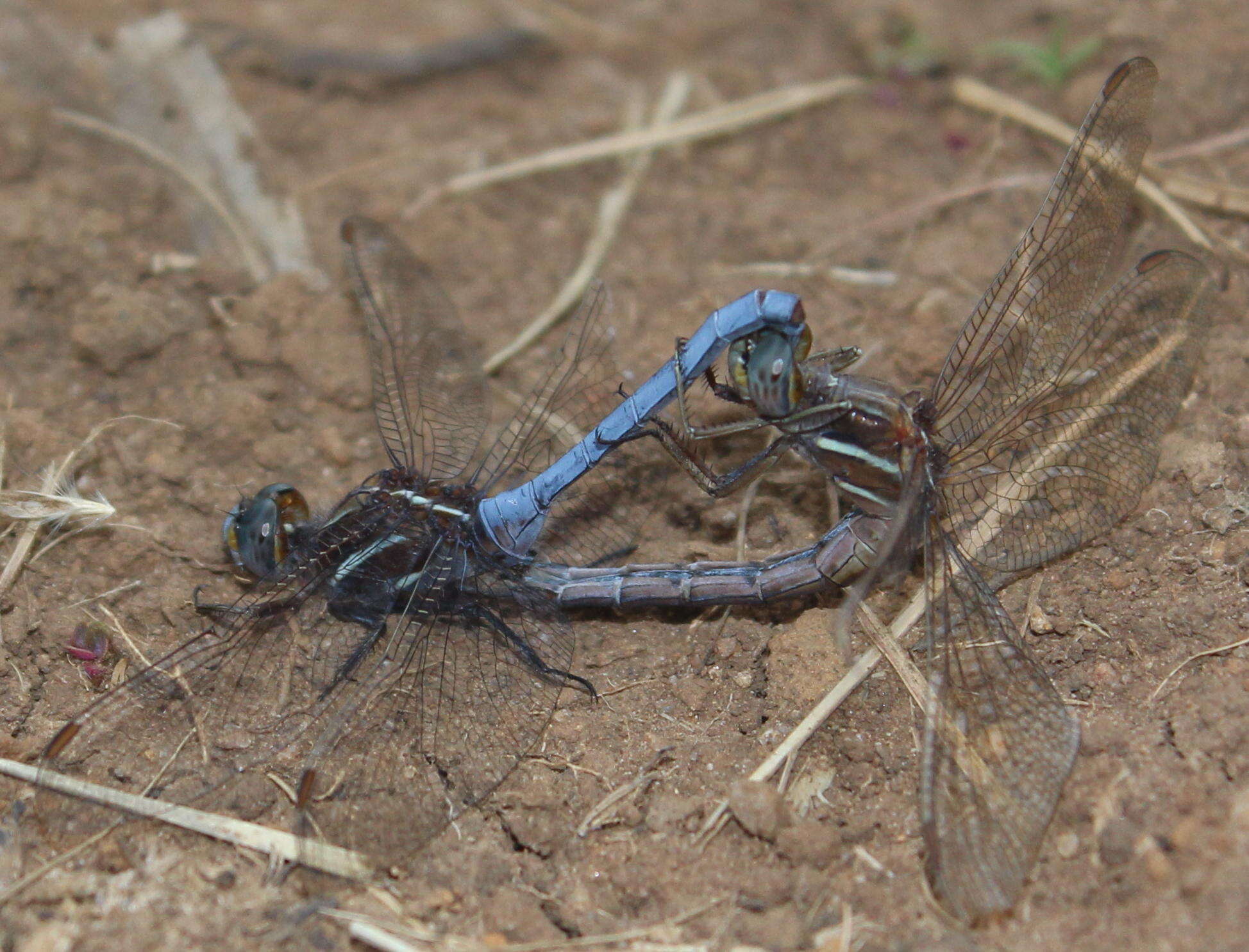 Image of Two-striped Skimmer