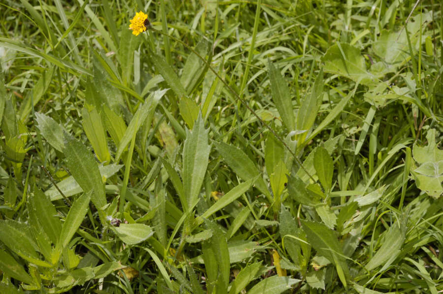 Image of Tridax coronopifolia (Kunth) Hemsl.