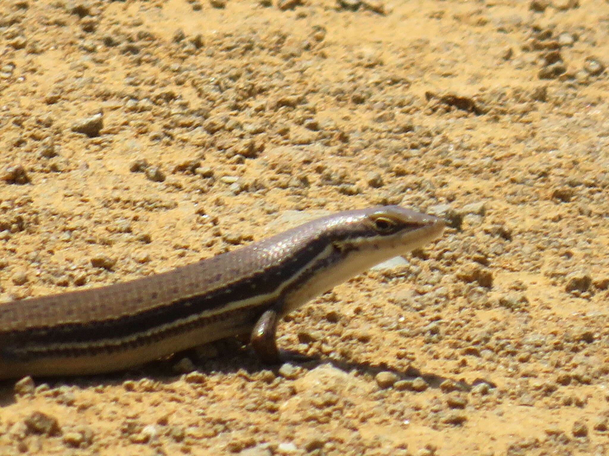 Image of Trachylepis depressa (Peters 1854)