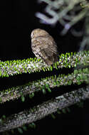 Image of Madagascar Scops-owl