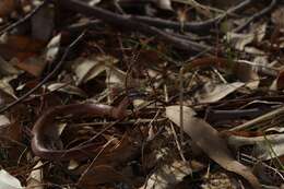 Image of Black-headed Snake