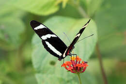 Image of Heliconius hewitsoni Staudinger 1875