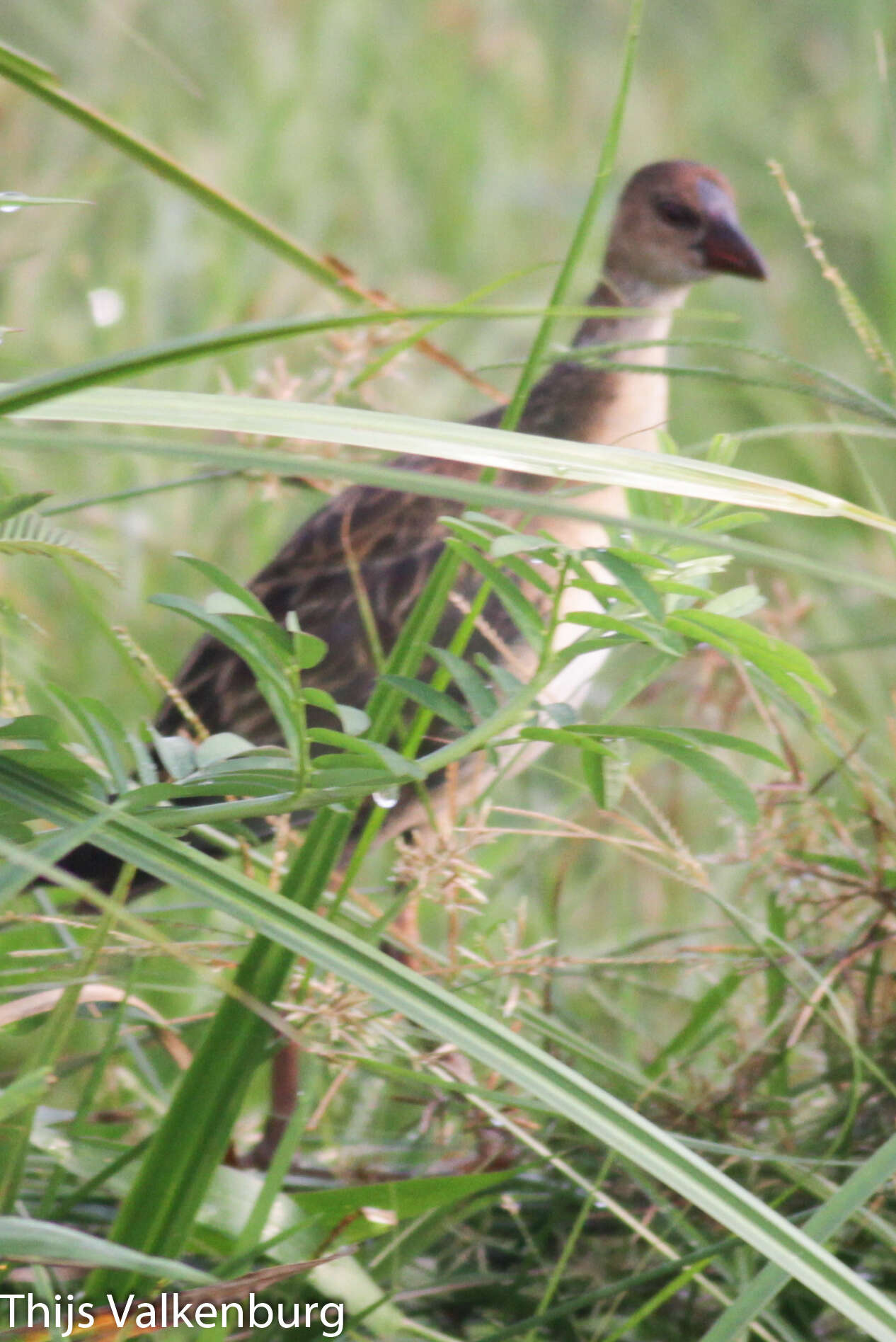 Image of Allen's Gallinule