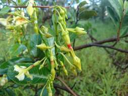 Imagem de Odontadenia hypoglauca (Stadelm.) Müll. Arg.