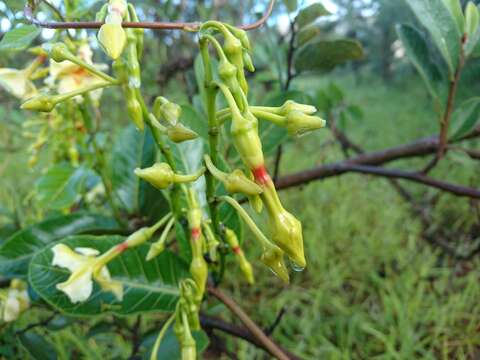 Plancia ëd Odontadenia hypoglauca (Stadelm.) Müll. Arg.