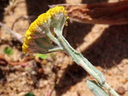 Image of Helichrysum moeserianum Thell.