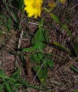 Image of fewleaf sunflower