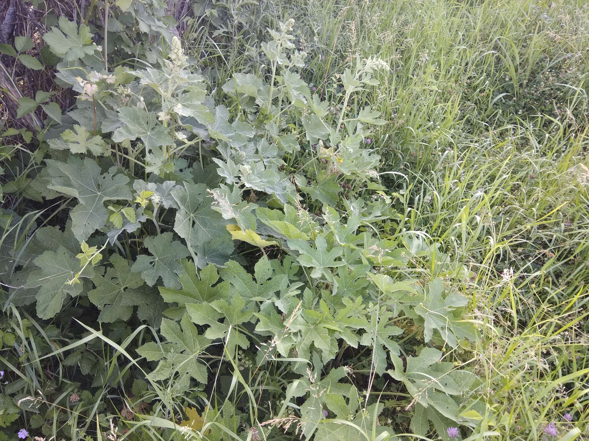 Image of Alcea rugosa Alef.