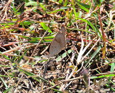 Слика од Junonia orithya madagascariensis Guenée 1872