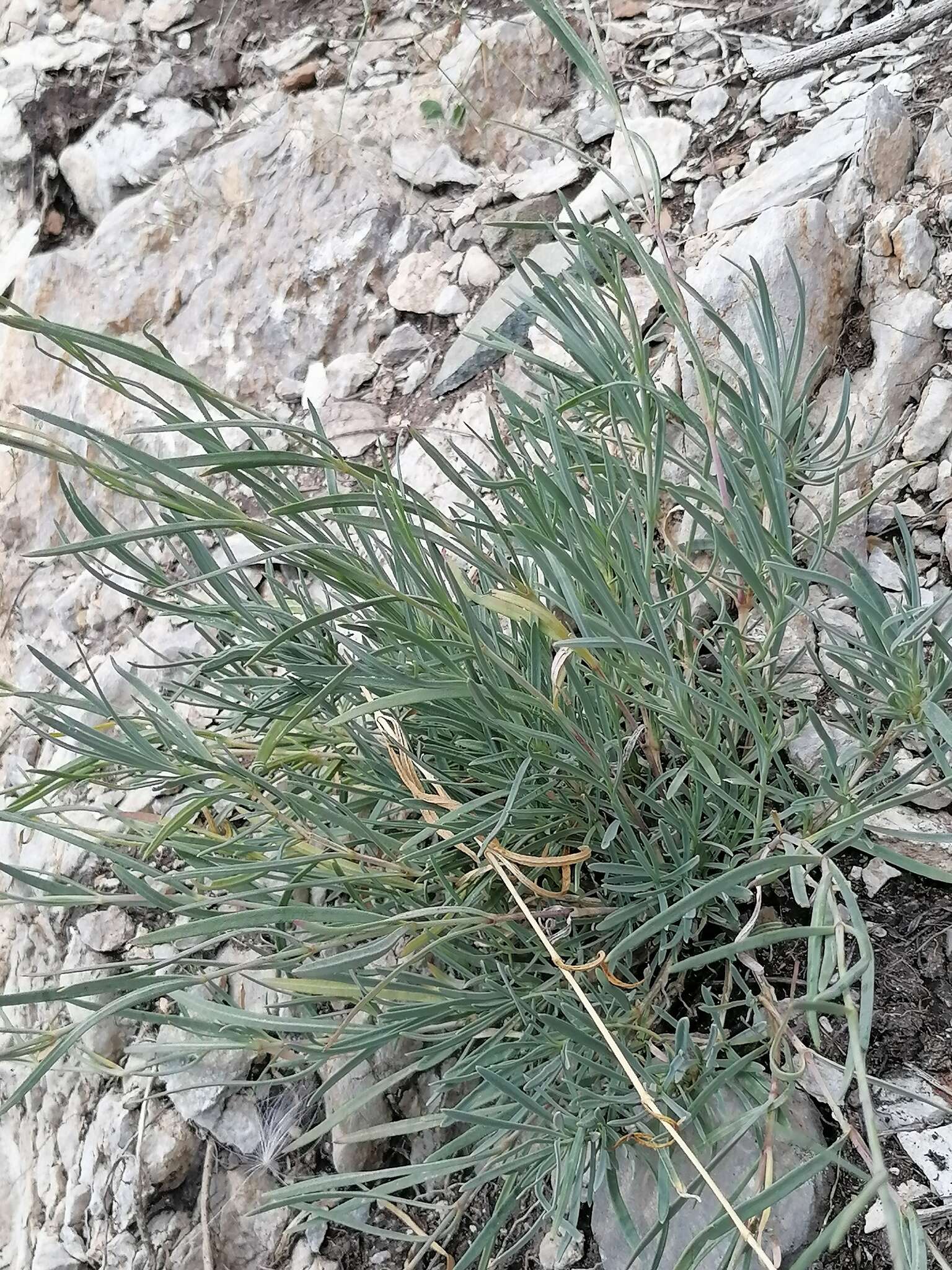 Image de Gypsophila patrinii Ser.