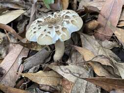 Image of Russula castanopsidis Hongo 1973