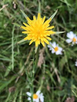 Image de Tragopogon minor Mill.