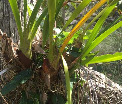 Image de Cymbidium madidum Lindl.