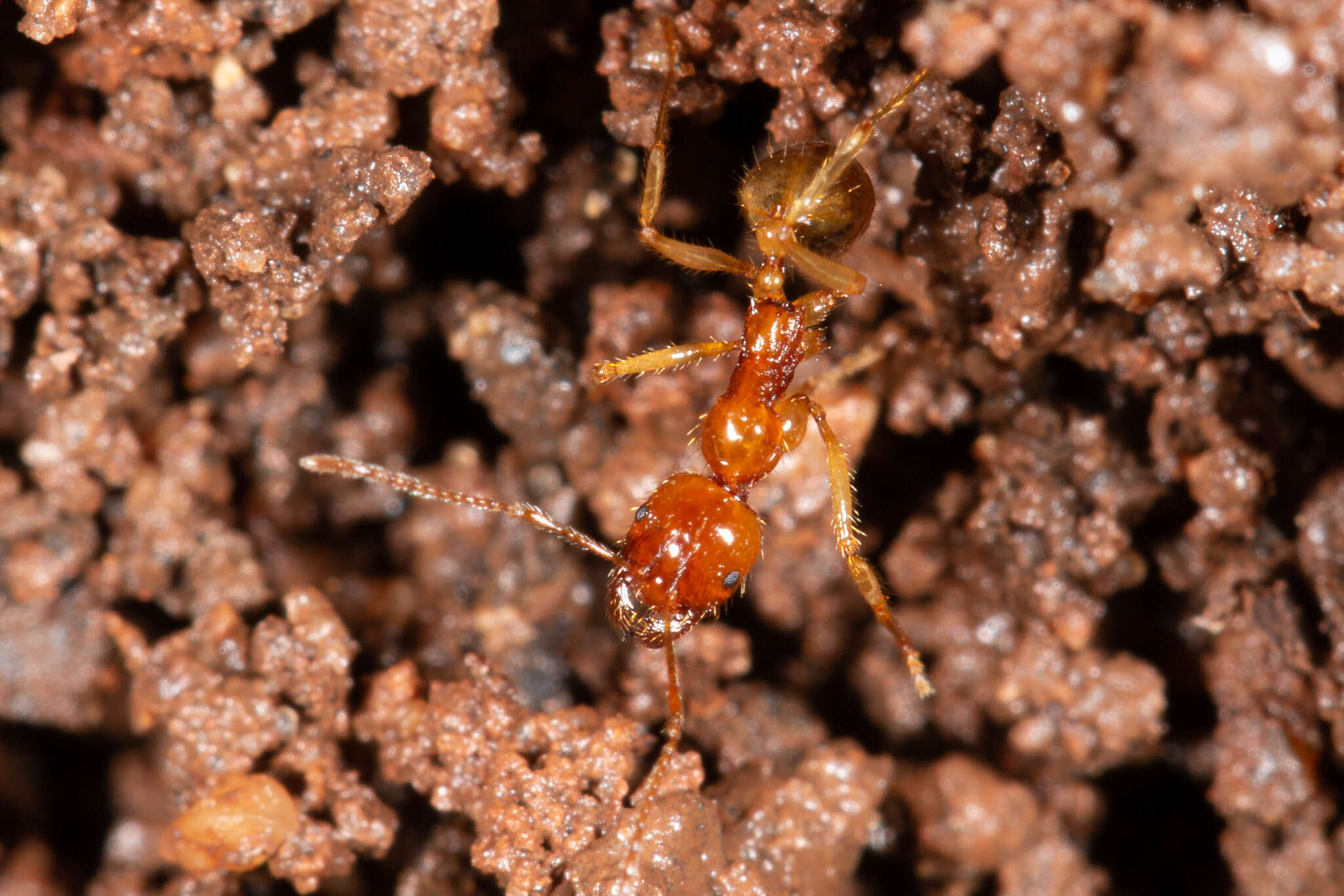 Image of Aphaenogaster pythia Forel 1915