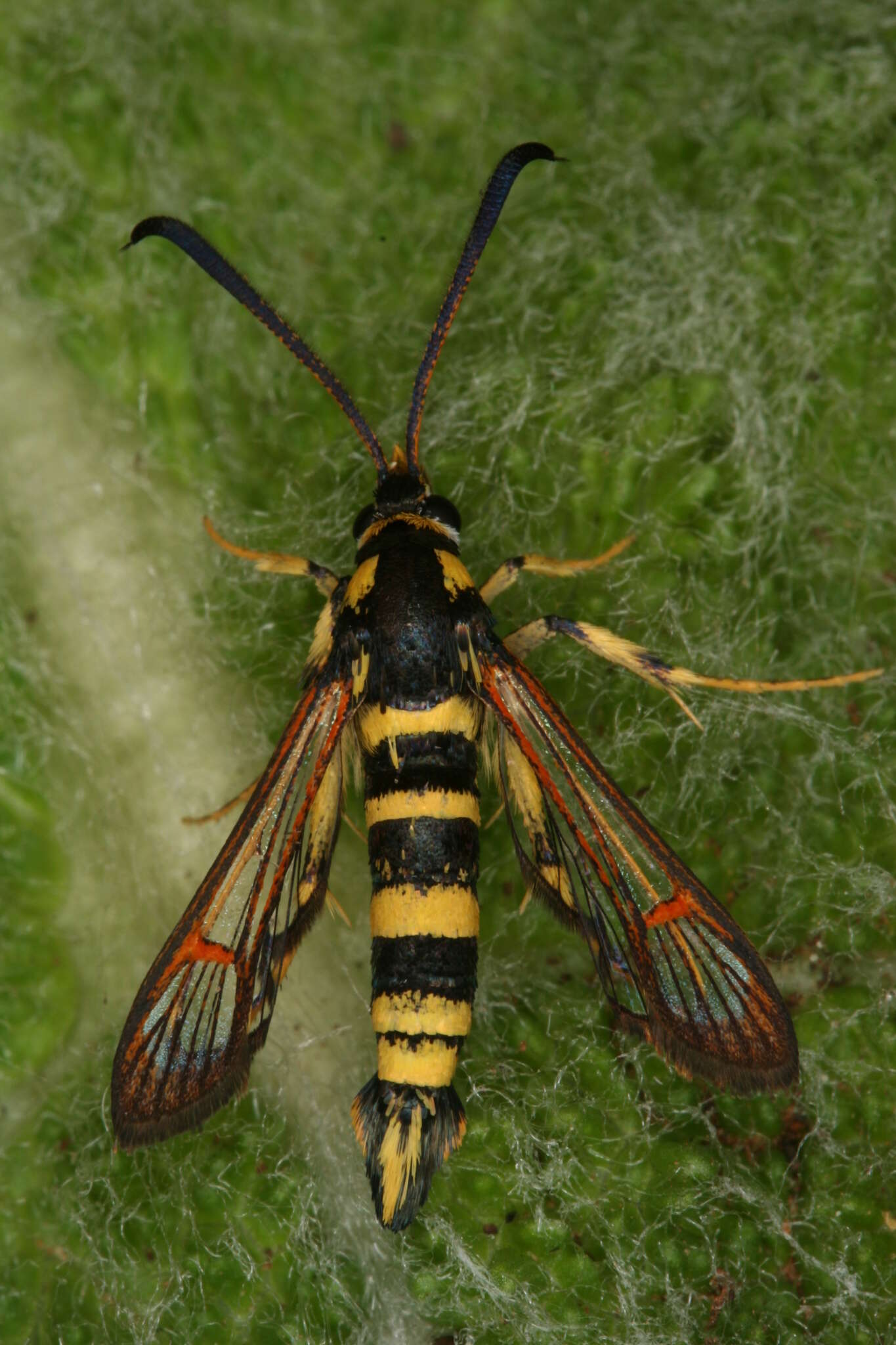 Image of Synanthedon theryi Le Cerf 1916