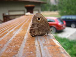 Image of Small Wood Nymph