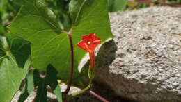 Ipomoea rubriflora O'Donell resmi