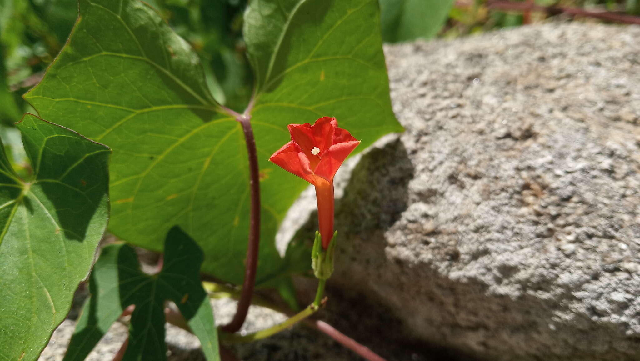 Ipomoea rubriflora O'Donell resmi