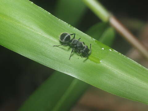 Imagem de Echinopla lineata Mayr 1862