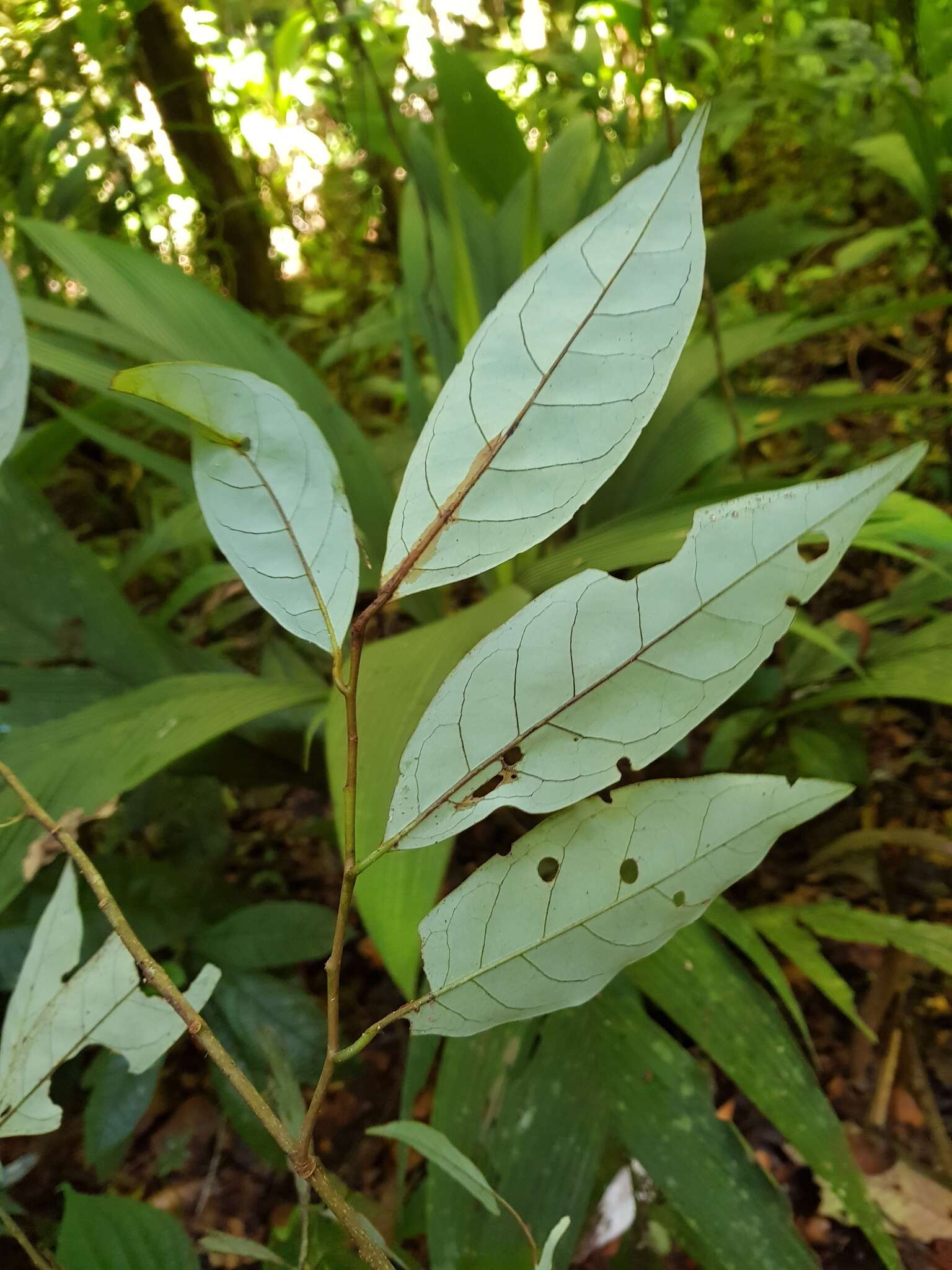 Image of Otoba vespertilio